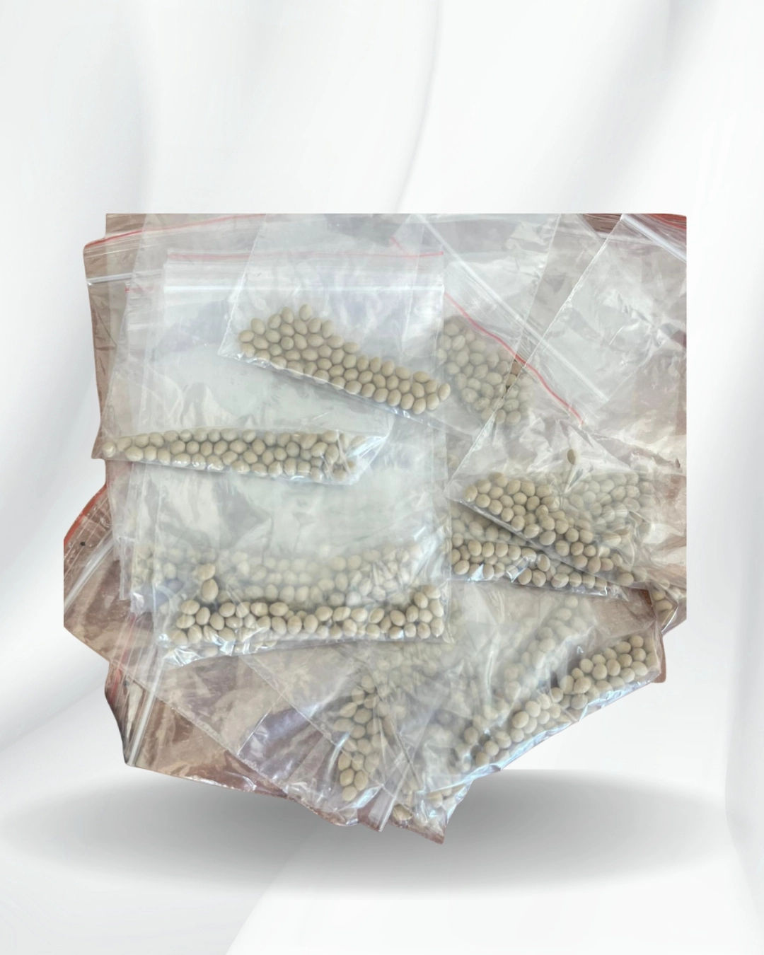 Maritima Tohumu – 50 Adet